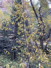Populus angustifolia