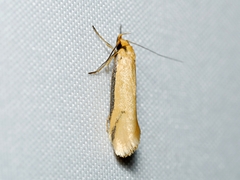 Philobota protecta