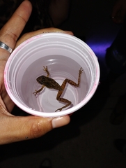 Scinax fuscovarius