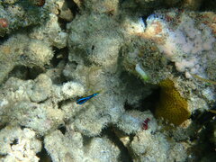 Chrysiptera unimaculata