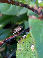 Podisus serieventris