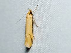 Philobota protecta