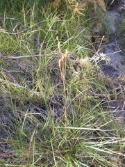 Lilium parryi