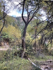 Populus angustifolia