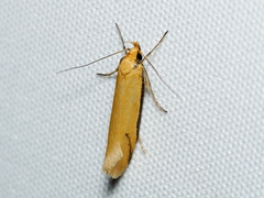 Philobota protecta
