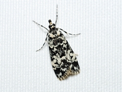 Scoparia exhibitalis