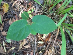 Matelea carolinensis