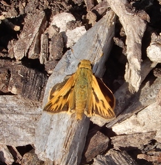 Hylephila phyleus