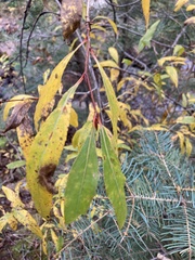 Populus angustifolia
