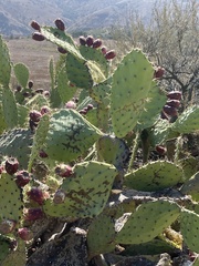 Opuntia littoralis
