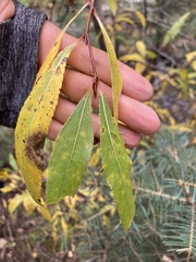 Populus angustifolia