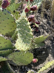 Opuntia littoralis