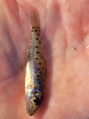 Percopsis omiscomaycus