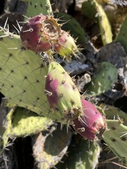 Opuntia littoralis