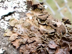 Melanohalea olivacea