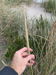 Ammophila breviligulata