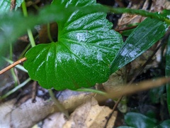Lobelia trigonocaulis