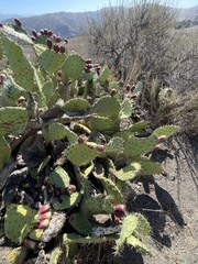 Opuntia littoralis