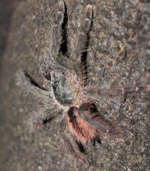 Psalmopoeinae