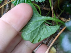 Lobelia trigonocaulis