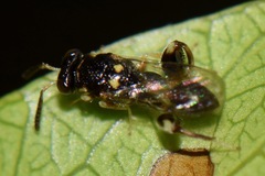 Chalcididae