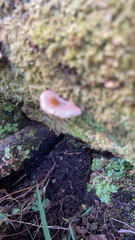 Scytinotus longinquus