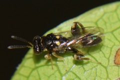 Chalcididae