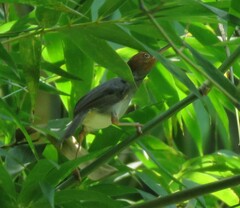 Orthotomus ruficeps