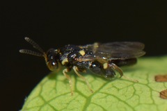 Chalcididae