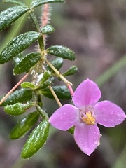 Boronia gracilipes