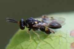 Chalcididae