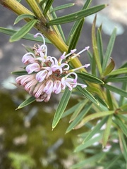 Grevillea sericea