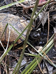 Terrapene carolina major