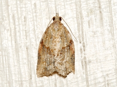 Epiphyas postvittana