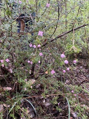 Boronia gracilipes