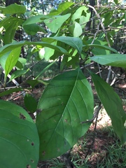 Chionanthus virginicus