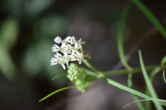 Asclepias angustifolia