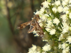 Poecilanthrax arethusa