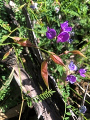 Swainsona brachycarpa