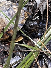 Terrapene carolina major