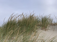 Ammophila breviligulata