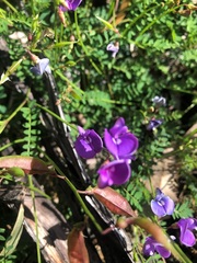 Swainsona brachycarpa