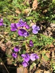 Swainsona brachycarpa