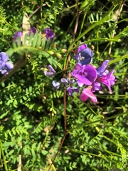 Swainsona brachycarpa