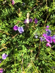 Swainsona brachycarpa