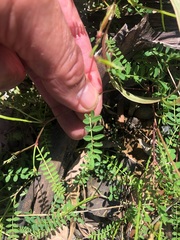 Swainsona brachycarpa