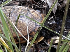 Terrapene carolina major