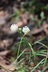 Asclepias angustifolia