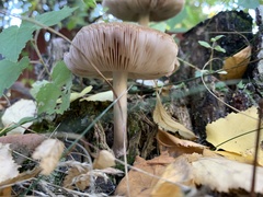 Pluteus cervinus