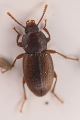 Epantius obscurus